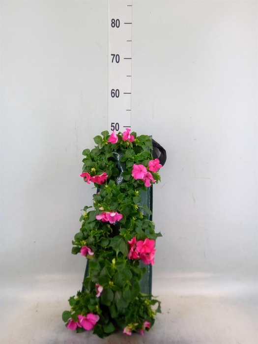 <h4>Perkplanten   ...sorted   [Bedding]</h4>