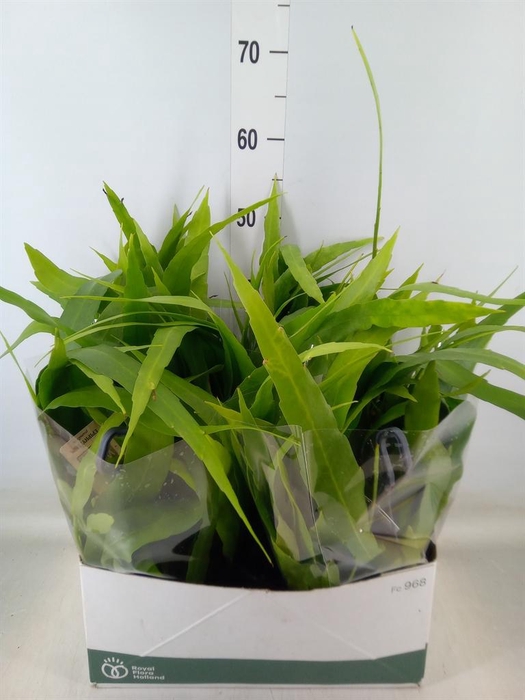 <h4>Epiphyllum   ...</h4>