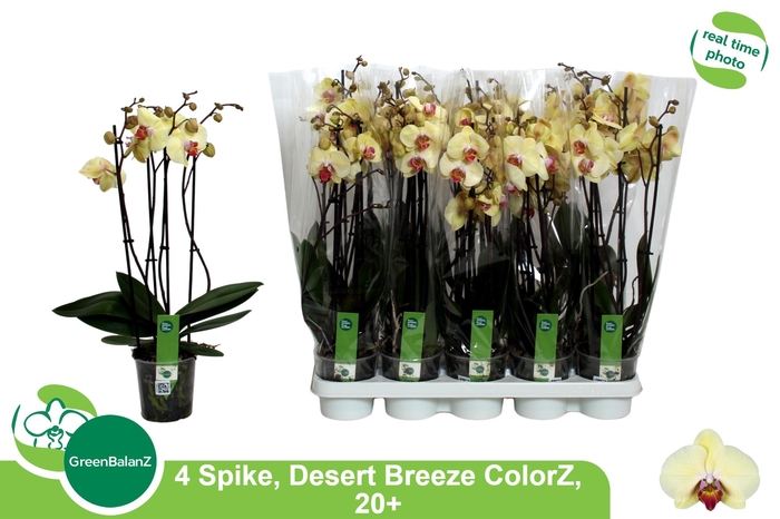 <h4>PHAL DESERT BREEZE</h4>