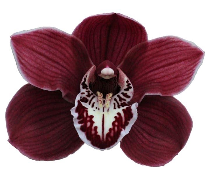 <h4>CYMB T CHARLOTTE</h4>