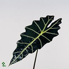 Alocasia Green Xl
