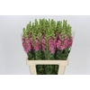 Antirrhinum Potomac Cherry Rose