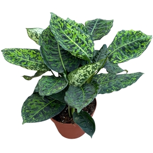 Dieffenbachia Reflector