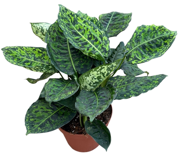 <h4>Dieffenbachia Reflector</h4>