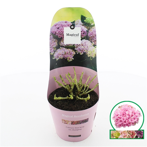 <h4>Hydrangea macr. Magical® 'Revolution'® Roze C2 (17cm.) Potcover</h4>