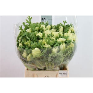 Anemone Mistral Super Pure White
