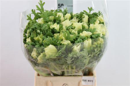 <h4>Anemone Mistral Super Pure White</h4>
