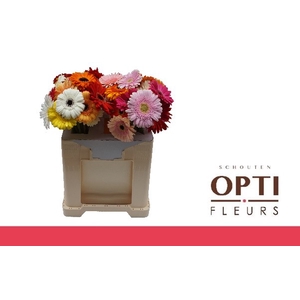 Gerbera Mix 4 kleuren Water