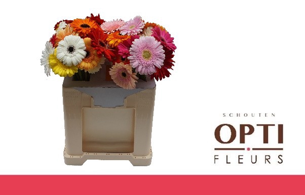 <h4>Gerbera Mix 4 kleuren Water</h4>