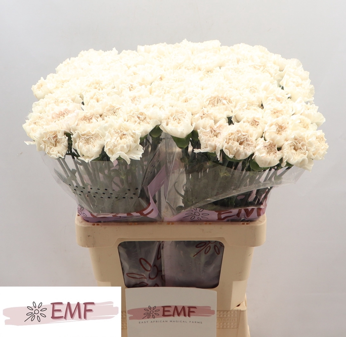 <h4>DI ST MOON GOLEM</h4>