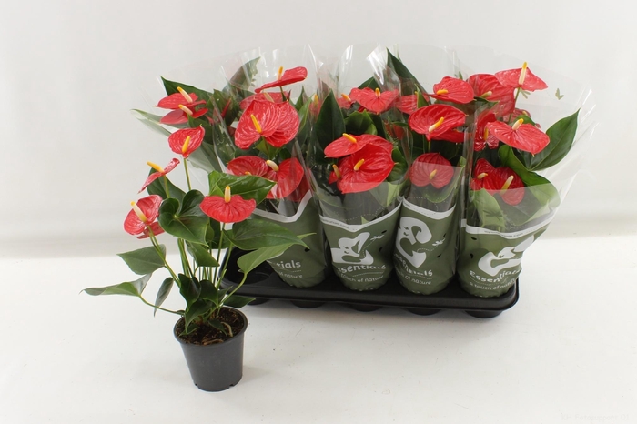 <h4>ANTHURIUM RED ESUDO P12</h4>