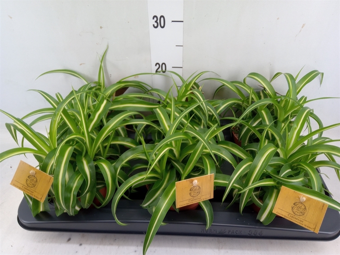 <h4>Chlorophytum com. 'Bonnie'</h4>