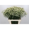 Limonium Pinna Colada