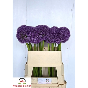 ALLIUM GLOBEMASTER