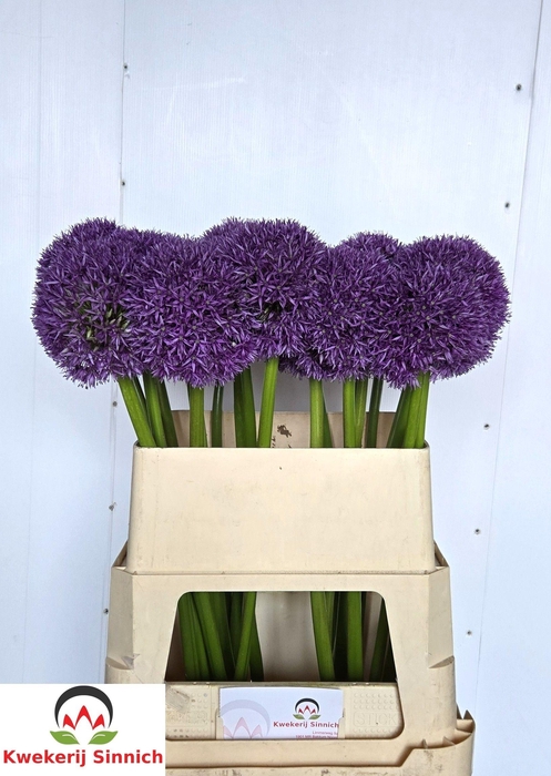 <h4>ALLIUM GLOBEMASTER</h4>