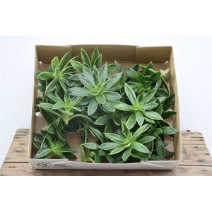 Echeveria Mexicana Klein X20