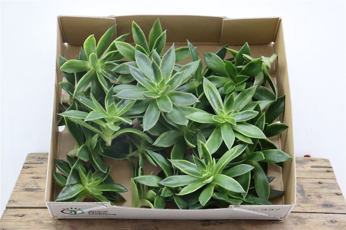 <h4>Echeveria Mexicana Klein X20</h4>