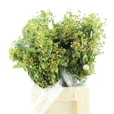 <h4>DECOGROEN OV BS</h4>