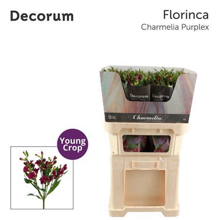 <h4>Alstroemeria florinca Charmelia Purplex</h4>