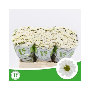 CHR SAN ROSSI WHITE