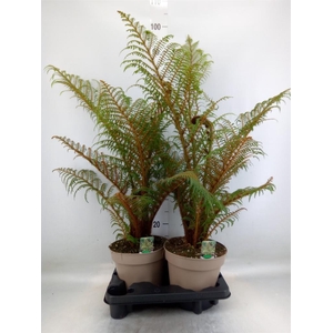 Cyathea tomentosissima