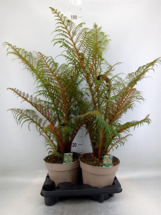 <h4>Cyathea tomentosissima</h4>