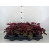 Heuchera   ...