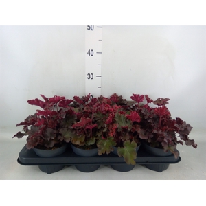 Heuchera   ...
