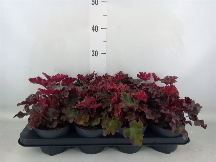 <h4>Heuchera   ...</h4>