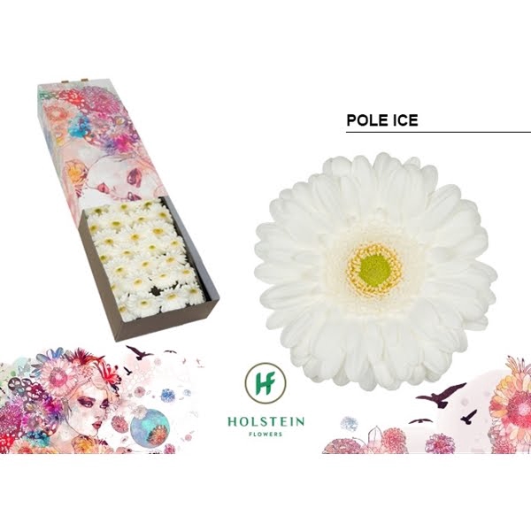 <h4>Ge Gr Pole Ice Box Holstein</h4>