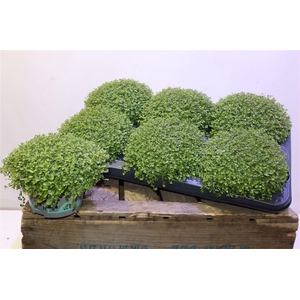 Soleirolia Soleiroli
