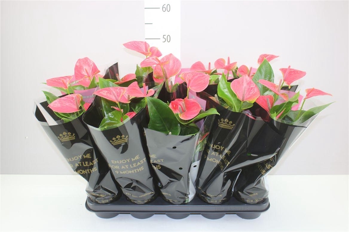 <h4>Anth An Roze</h4>