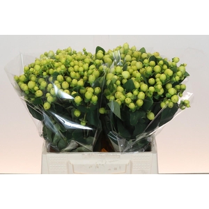 Hypericum Smiley Romance