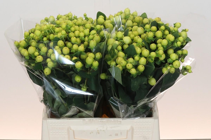 <h4>Hypericum Smiley Romance</h4>