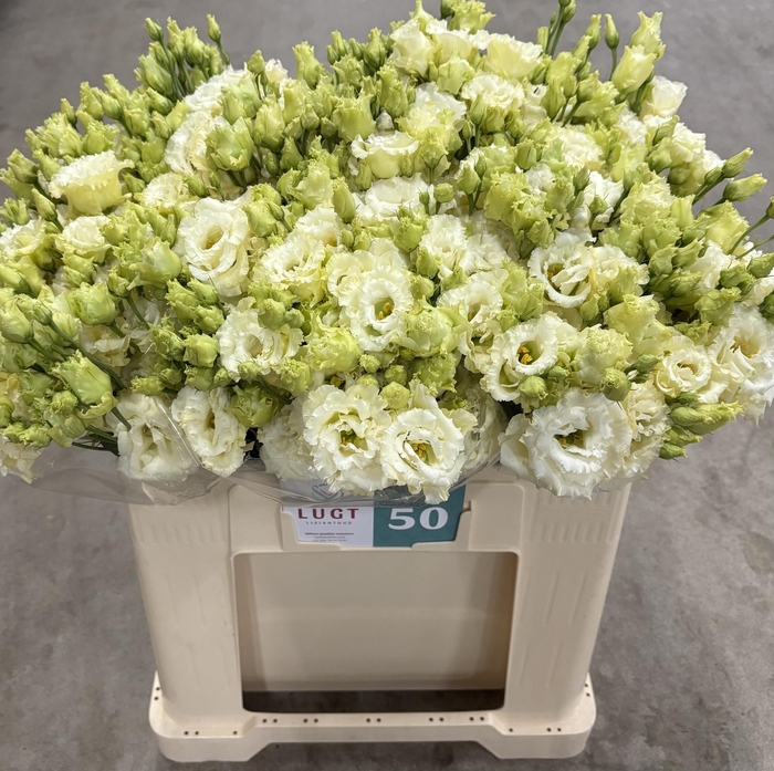 <h4>EUS G ALISSA YELLOW</h4>