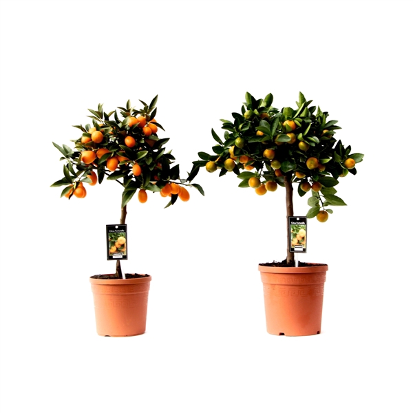 <h4>Citrofortunella Microcapa Citrus mix variéte de 3</h4>