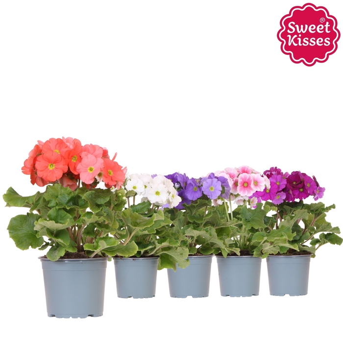 <h4>Primula Obconica Sweet Kisses mix</h4>