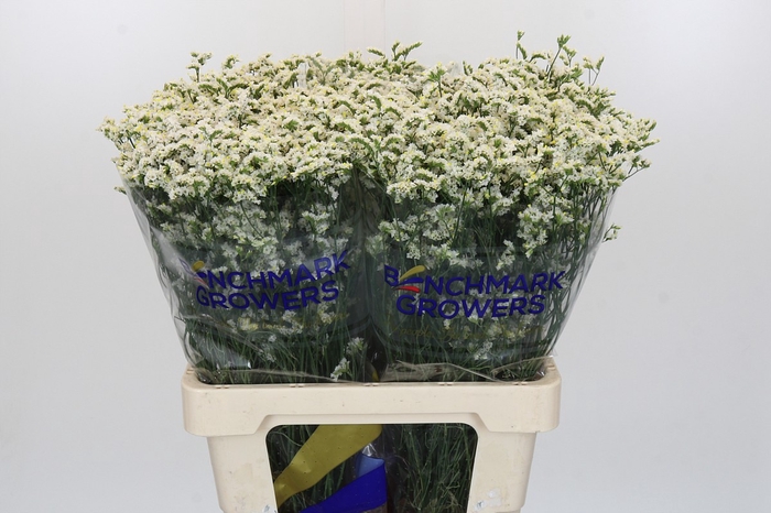 <h4>Limonium sinensis White</h4>