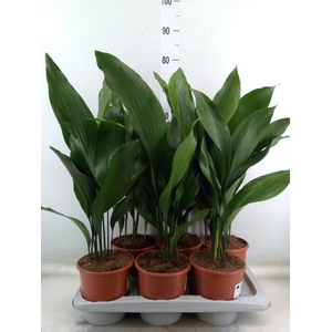 Aspidistra elat.
