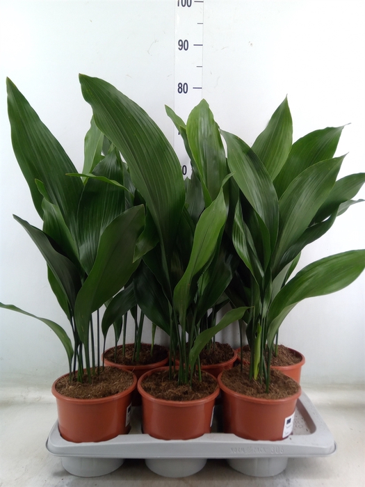 <h4>Aspidistra elat.</h4>