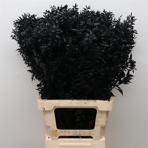 Pres Ruscus Bleached Black Per Stem