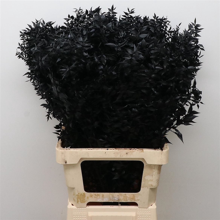 <h4>Pres Ruscus Bleached Black Per Stem</h4>