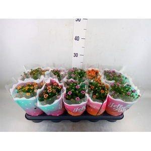 Chrysanthemum  'Jellyfish'   ...mix