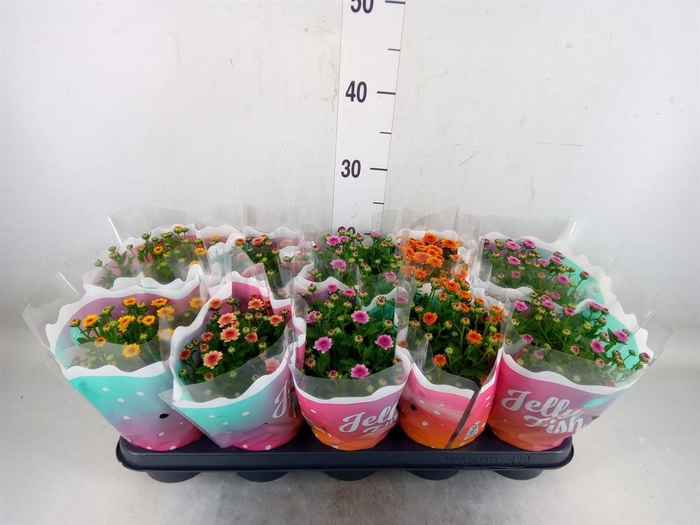 <h4>Chrysanthemum  'Jellyfish'   ...mix</h4>