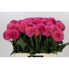 Dahlia Barbados