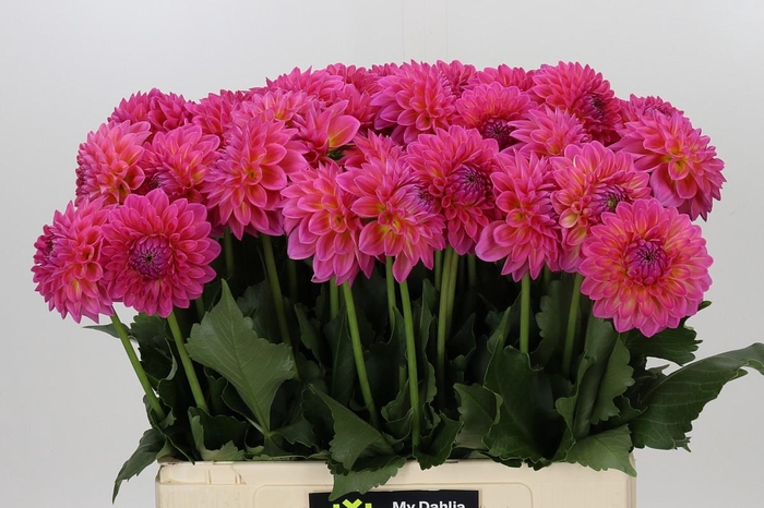 <h4>Dahlia Barbados</h4>