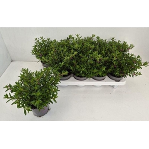 CUPH HYSSOPIFOLIA