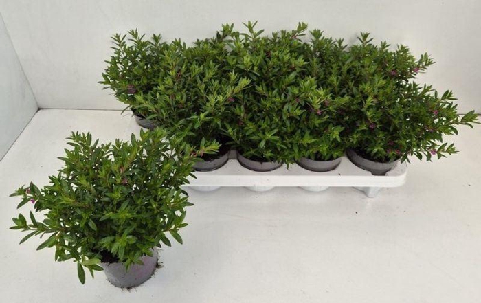 <h4>CUPH HYSSOPIFOLIA</h4>