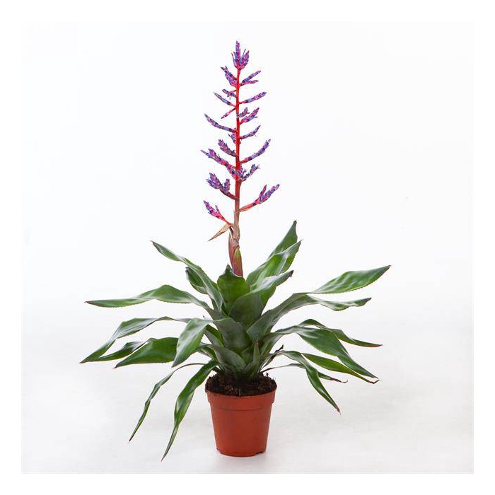 <h4>Aechmea Blue Rain 15Ø 65cm</h4>