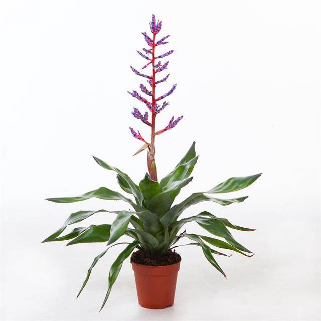 Aechmea Blue Rain 15Ø 65cm